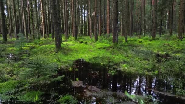 バッグや松の森 美しい自然景観 4Kの追跡ショット — ストック動画