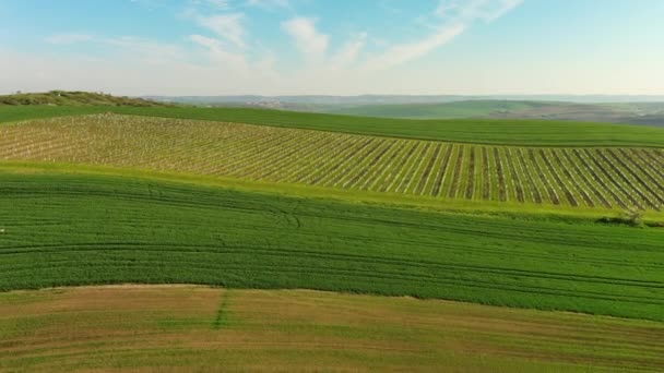 Baharda Tarımsal Tarlaları Üzüm Bağları Olan Muhteşem Yeşil Dalgalı Tepelerin — Stok video