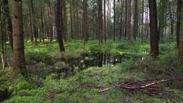 Urmărire Împușcat Pădure Bog Pin Peisaj Natural Frumos — Videoclip de stoc