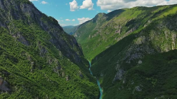 Flygfoto Över Tara River Djup Ravin Och Skog Berg Norra — Stockvideo
