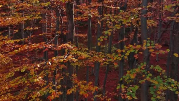 Bellissimo Paesaggio Aereo Nella Luminosa Foresta Autunnale Giornata Sole Panorama — Video Stock