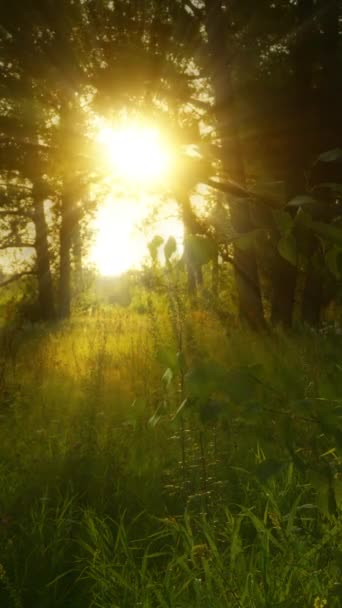 Coucher Soleil Dans Forêt Été Timelapse Vidéo Verticale — Video