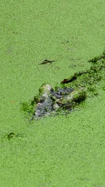 緑のスライムの間に湖に浮かぶクロコダイル バーティカルビデオ — ストック動画