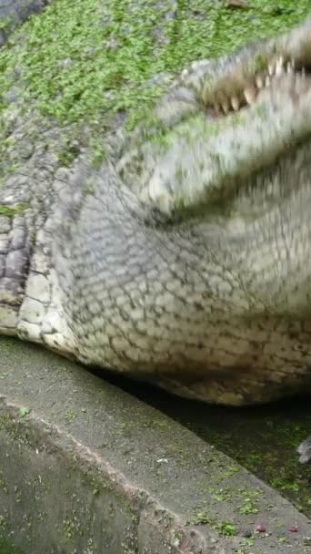 Krokodil Voeren Thailand Verticale Video — Stockvideo