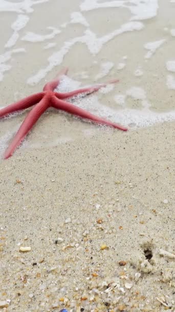 两只红的和蓝的海星成群结队地躺在沙滩上 垂直录像 — 图库视频影像