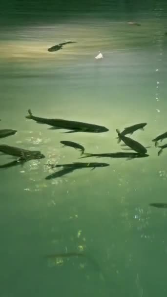 カンチャナブリ県の熱帯時代の滝で泳ぐ魚 バーティカルビデオ — ストック動画