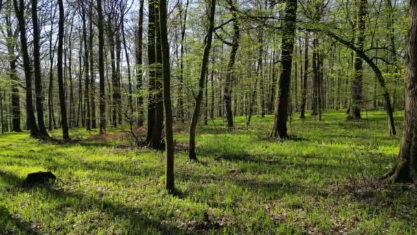 Trasferisce Nella Foresta Primaverile Alberi Con Ombre Sole Legno Verde — Video Stock