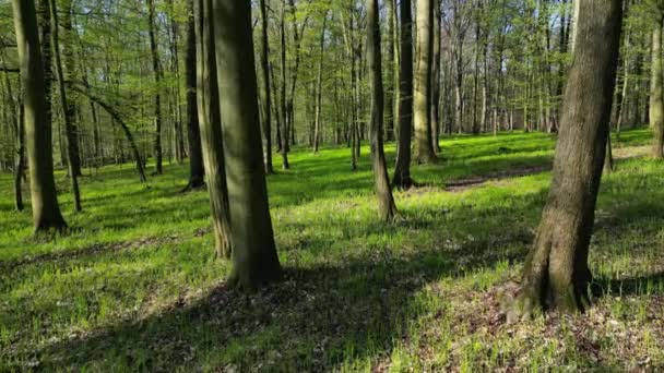 Moviéndose Bosque Primavera Árboles Con Sombras Sol Madera Verde — Vídeo de stock