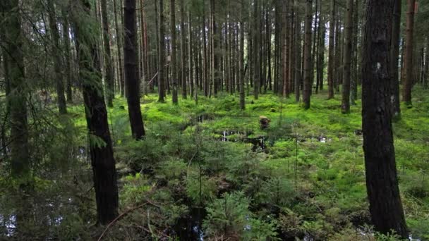 バッグや松の森 美しい自然景観 4Kの追跡ショット — ストック動画