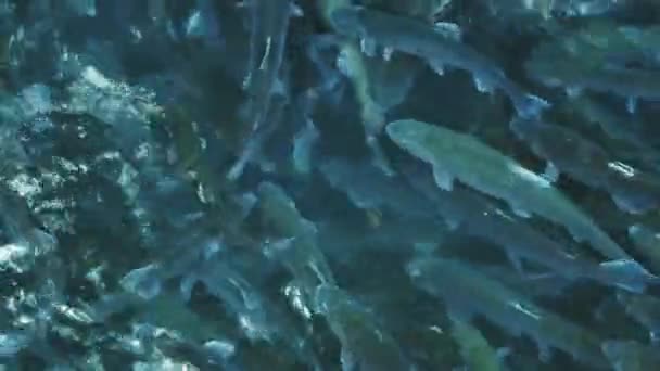 연못에서 물고기의 산업을위한 송어의 — 비디오