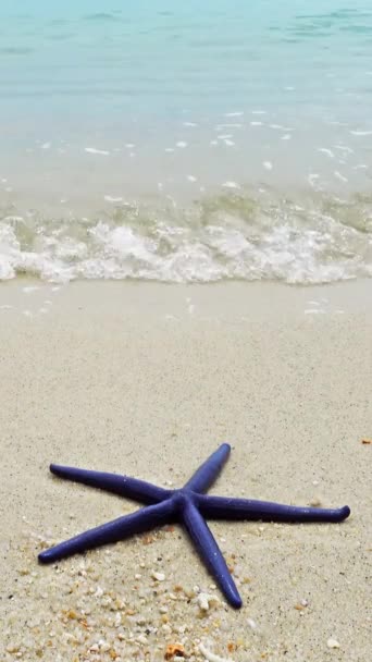 青いヒトデが波の砂浜に横たわっている バーティカルビデオ — ストック動画