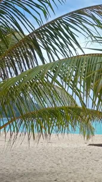 Liście Palmy Piaszczysta Plaża Tropikalne Tło Pionowe Wideo — Wideo stockowe