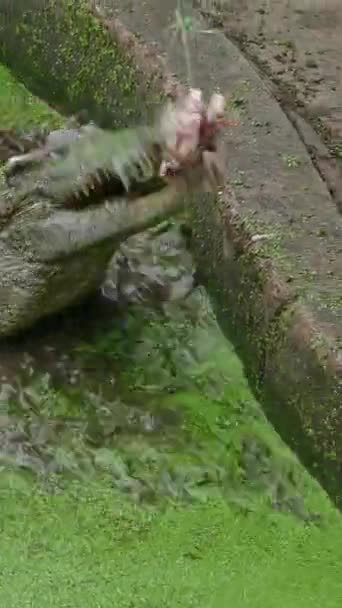在泰国喂鳄鱼 垂直录像 — 图库视频影像