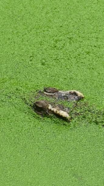 Крокодил Плавает Озере Среди Зеленой Слизи Вертикальное Видео — стоковое видео