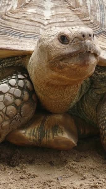 大乌龟的头像特写垂直录像 — 图库视频影像