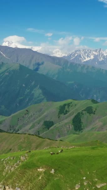 夏天成群的马在山上吃草的空中景象 垂直录像 — 图库视频影像