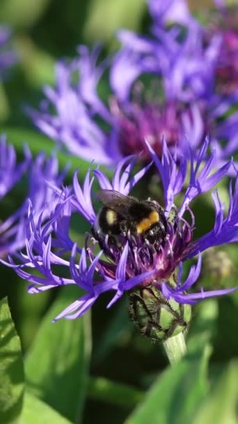 Bumblebee Niebieskich Kwiatach Zbliżenie Lecie Pionowe Wideo — Wideo stockowe