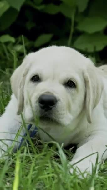 Labrador Puppy Beautiful Little Dog Green Grass Vertical Video — Stock Video