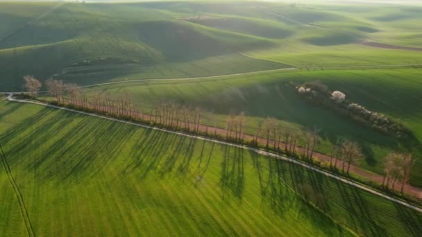 Vzduch Kolem Pohledu Úžasné Zelené Zvlněné Kopce Zemědělskými Poli Jaře — Stock video