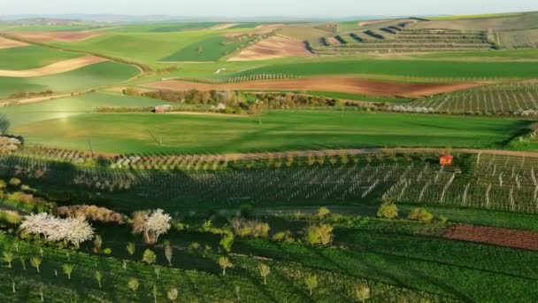 Baharda Tarımsal Tarlaları Bahçeleri Olan Muhteşem Yeşil Dalgalı Tepelerin Havadan — Stok video