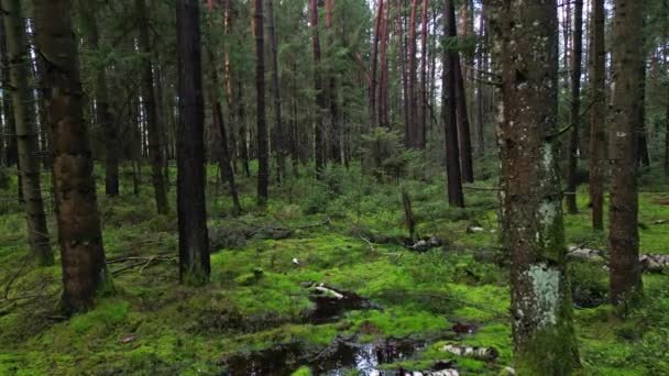 Съемка Болотного Соснового Леса Красивого Природного Ландшафта — стоковое видео