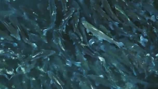 Muitos Peixes Truta Lagoa Quinta Criação Truta Para Indústria Alimentar — Vídeo de Stock