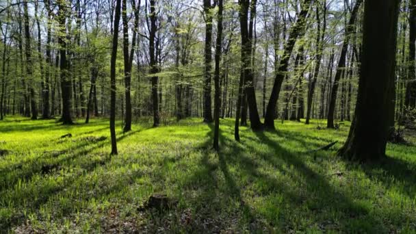 Subiendo Bosque Primavera Árboles Con Sombras Sol Madera Verde — Vídeo de stock