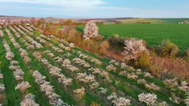 Luchtfoto Van Bloeiende Fruitbomen Lente Zuid Moravië Tsjechië Europa — Stockvideo