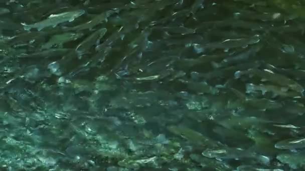 农场池塘里有很多鳟鱼 食品工业鳟鱼养殖 — 图库视频影像