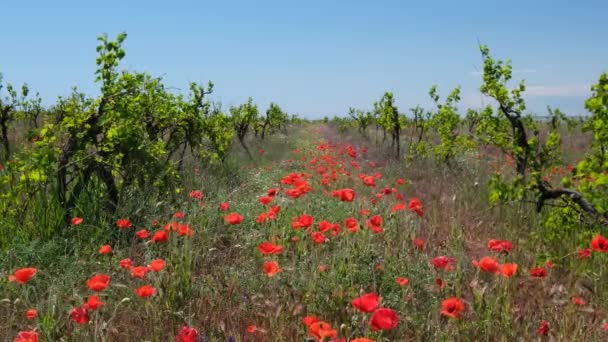 Fleurs Coquelicots Rouges Dans Vieux Vignoble Abandonné — Video