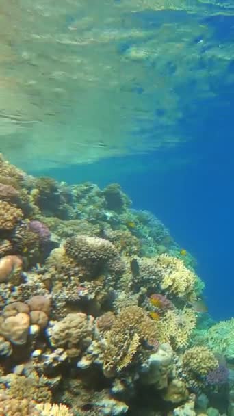 Veel Vissen Zwemmen Tussen Koralen Rode Zee Egypte Verticale Video — Stockvideo