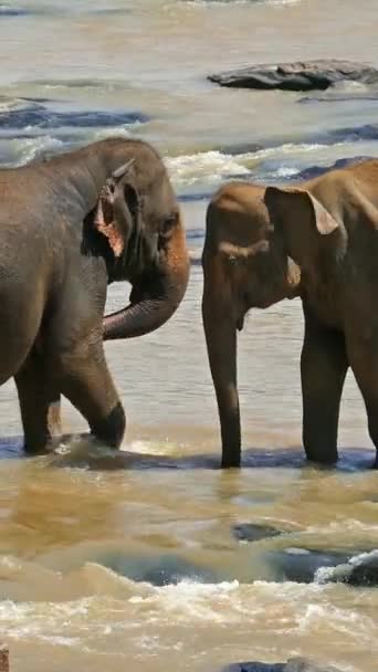 Dos Elefantes Río Tropical Sri Lanka Vídeo Vertical — Vídeo de stock