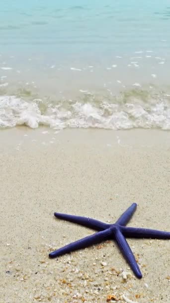 Due Stelle Marine Rosse Blu Distese Una Spiaggia Sabbiosa Onde — Video Stock