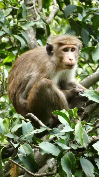 Małpi Makak Siedzący Drzewie Sri Lance Pionowe Wideo — Wideo stockowe
