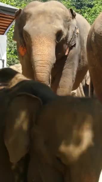 Ελέφαντες Περπατούν Στο Δρόμο Στη Σρι Λάνκα Κάθετη Βίντεο — Αρχείο Βίντεο