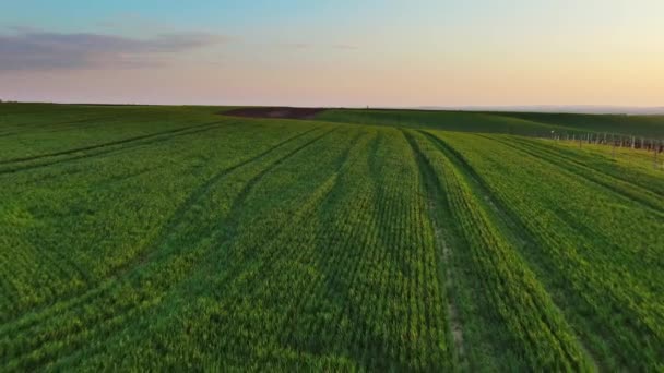 Letecký Pohled Úžasné Zvlněné Kopce Zemědělskými Poli Při Západu Slunce — Stock video