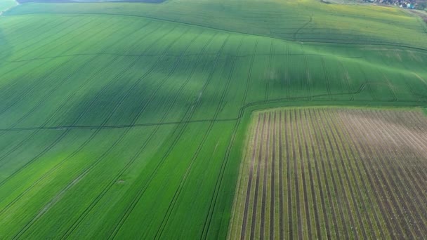 Letecký Pohled Úžasné Zelené Zvlněné Kopce Zemědělskými Poli Jaře Jihomoravský — Stock video