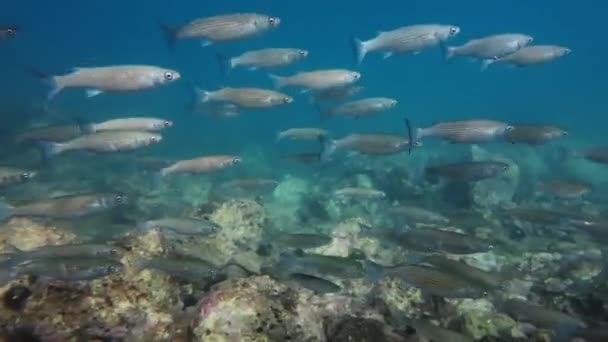 Школа Муляжних Риб Під Водою Середземному Морі — стокове відео