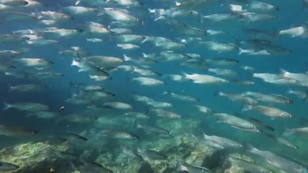 Schwarm Meeräschen Unter Wasser Mittelmeer Zeitlupe — Stockvideo