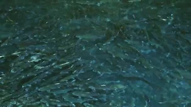 Lot Trout Fish Farm Pond Breeding Trout Food Industry — Stock Video