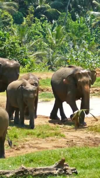 Sri Lanka Yürüyen Bir Grup Fil Dikey Video — Stok video