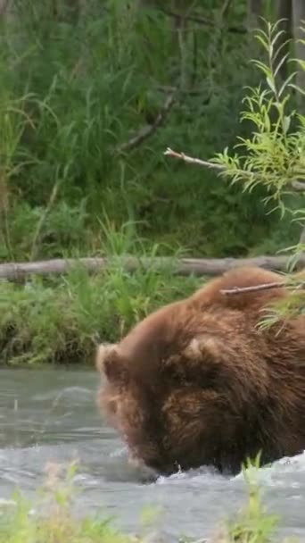 연어를 사냥하고 물고기를 Kamchatka 러시아 비디오 — 비디오