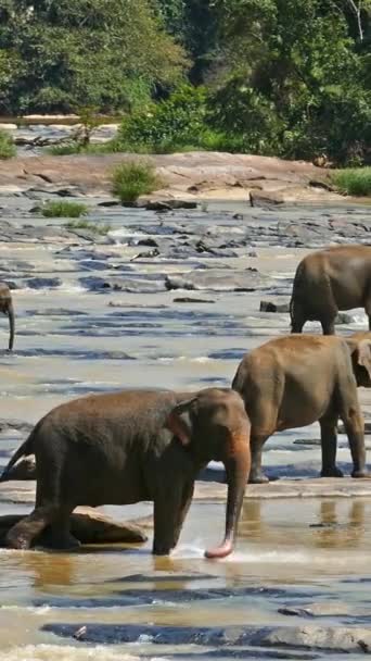 Tropikal Nehirdeki Filler Sri Lanka Dikey Video — Stok video