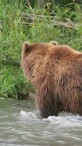 Vânători Mari Urși Maro Pentru Somon Apă Prinde Peștele Kamchatka — Videoclip de stoc