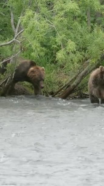 Niedźwiedzie Brunatne Polują Łososia Leśnej Rzece Kamczatka Rosji Pionowe Wideo — Wideo stockowe