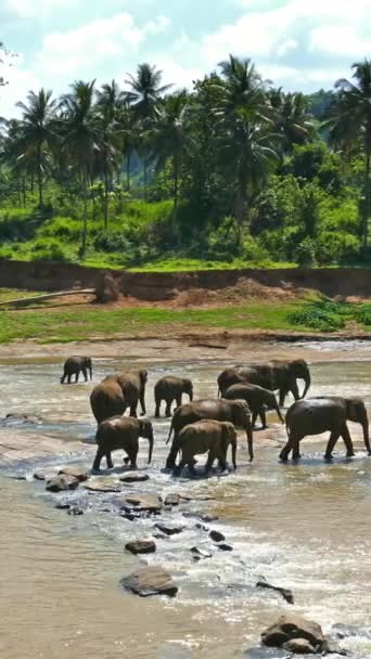Elefántok Folyóban Pinnawala Elefánt Árvaházban Srí Lanka Függőleges Videó — Stock videók