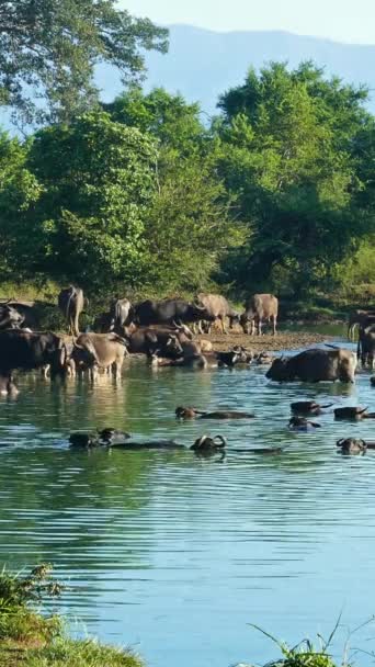 Many Wild Buffalo Bathing Tropical Lake Sri Lanka Vertical Video — Stock Video