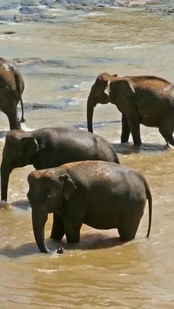 Ελέφαντες Στον Τροπικό Ποταμό Σρι Λάνκα Κάθετη Βίντεο — Αρχείο Βίντεο