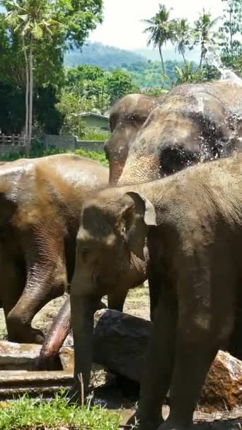 Ελέφαντες Ψεκάζουν Νερό Στο Ορφανοτροφείο Pinnawala Elephant Στη Σρι Λάνκα — Αρχείο Βίντεο