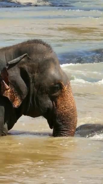 Família Dos Elefantes Está Tomando Banho Rio Sri Lanka Vídeo — Vídeo de Stock